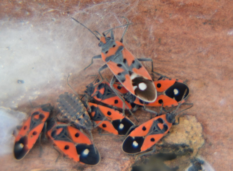 Pyrrhocoris apterus? No, mix di Lygaeidae